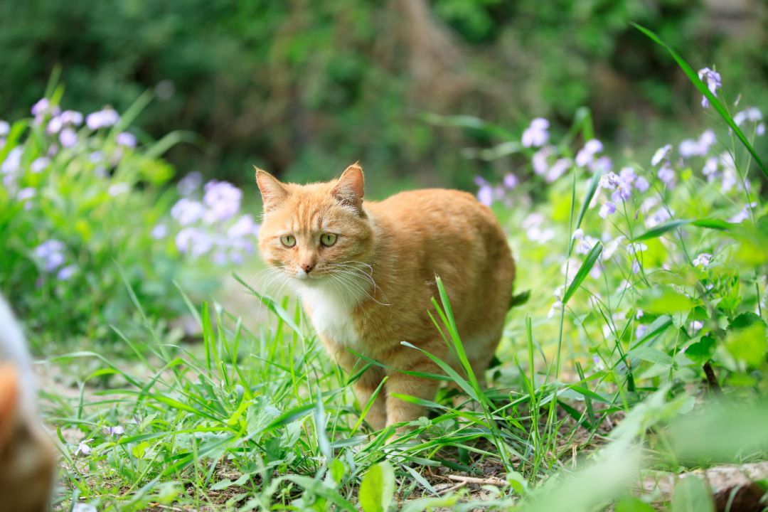 猫咪走丢了最快找回方法,猫咪走丢了怎么快速找回