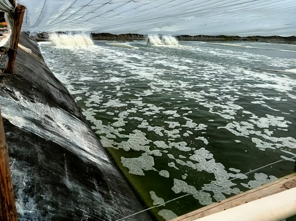 想要鱼虾养殖好，水产益生菌少不了