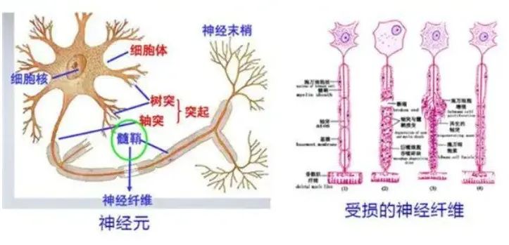 新冠病毒味觉嗅觉丧失能恢复吗,新冠后遗症味觉嗅觉减退怎么恢复