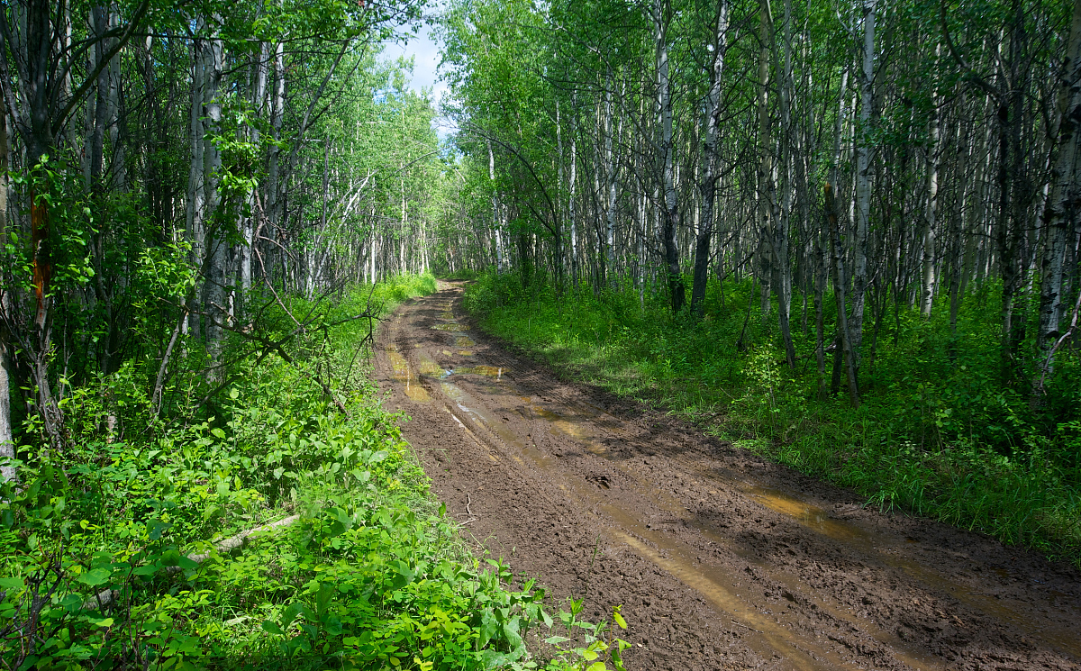 小说红装,小说红衣绿衣