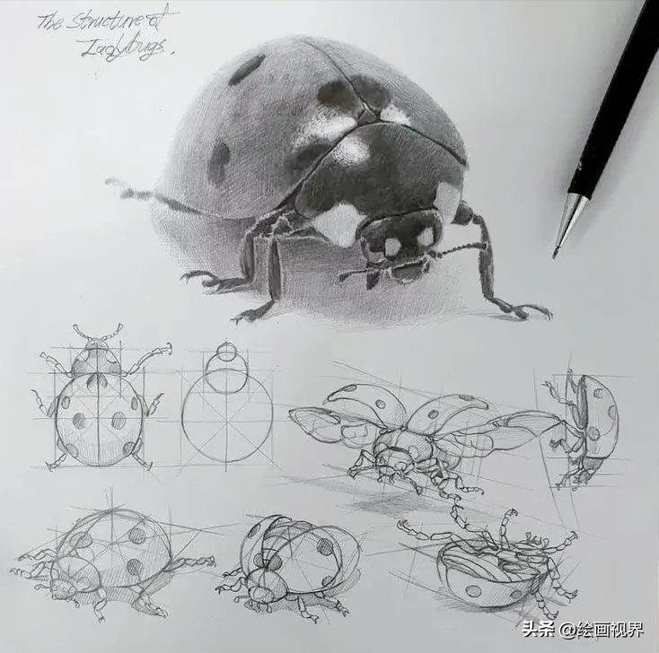 动物素描简笔画图片大全,动物素描很难画出体积感