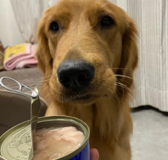 狗狗偏瘦吃什么药好得快,狗狗增肥吃什么食物