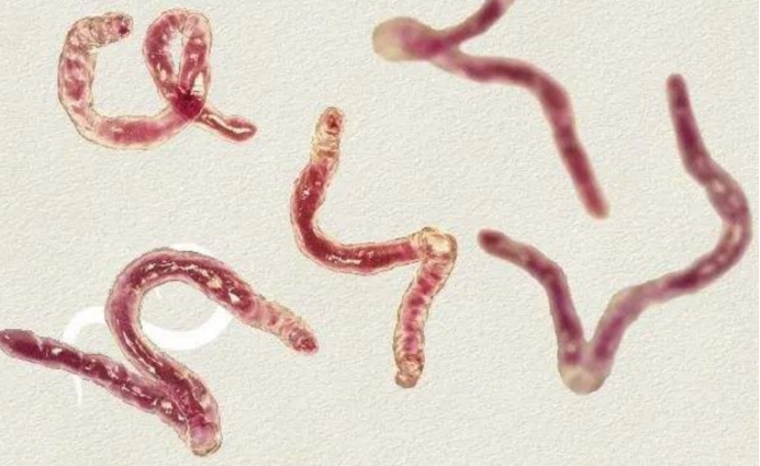 蛟是什么动物的特征,蛟是什么动物现实中存在吗