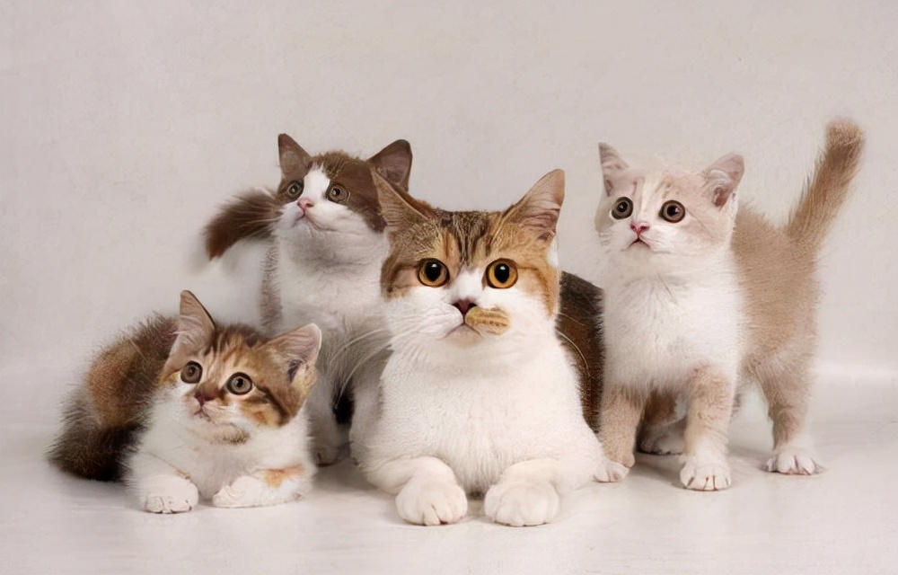 猫咪怀孕的特征的表现,猫咪怀孕的特征有哪些