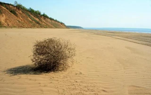 风滚草在美国泛滥成灾，入侵多条公路，为何在我国却难以长大？