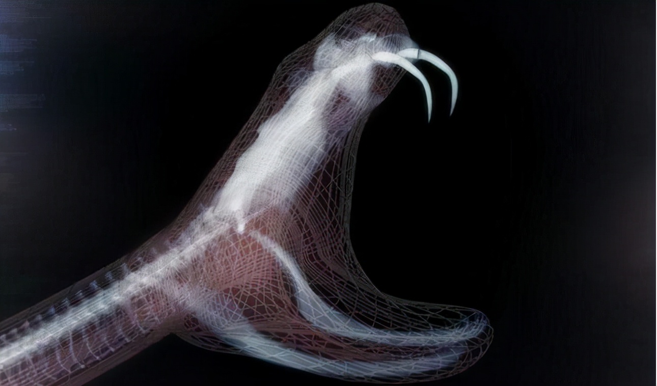 捡到眼镜蛇炖汤，剪掉的蛇头却突然“复活”，浙江老伯差点失明