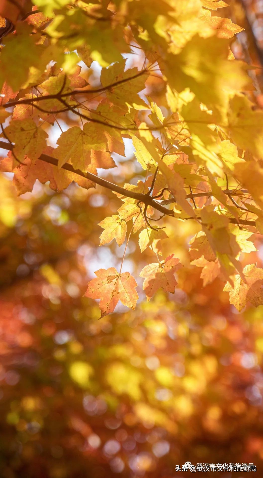 明天出太阳，到东湖捡叶子去！