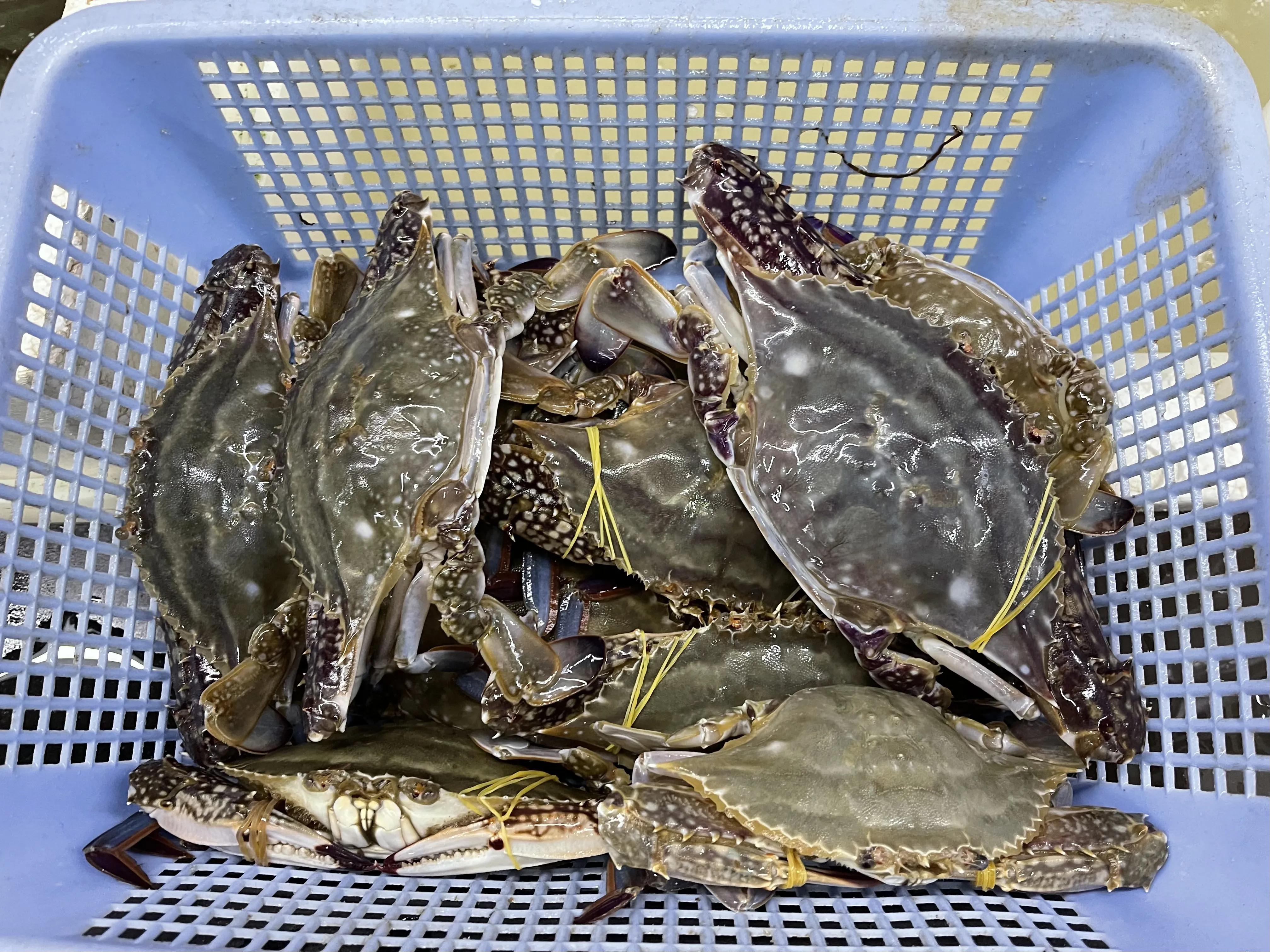 嵊泗花鸟岛和枸杞岛亲子游,嵊泗花鸟岛和枸杞岛哪个值得去