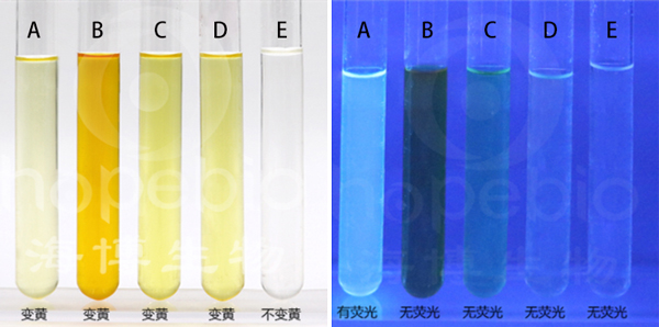 大肠埃希氏菌检验,水中大肠埃希菌的五种类型鉴别
