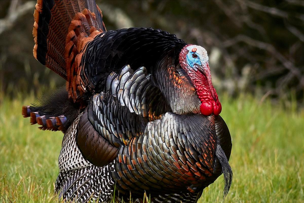 不愿被叫“土鸡共和国”，土耳其致函联合国，要求改名为“突厥”