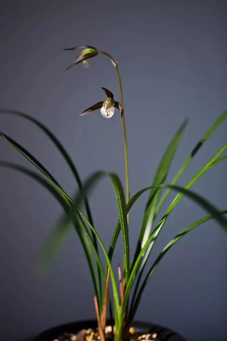 快来看看，兰花的世界真奇妙|壹木星球No.14