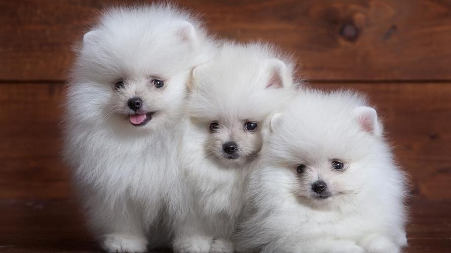 狗狗“配种”后会流血,这是正常现象吗?