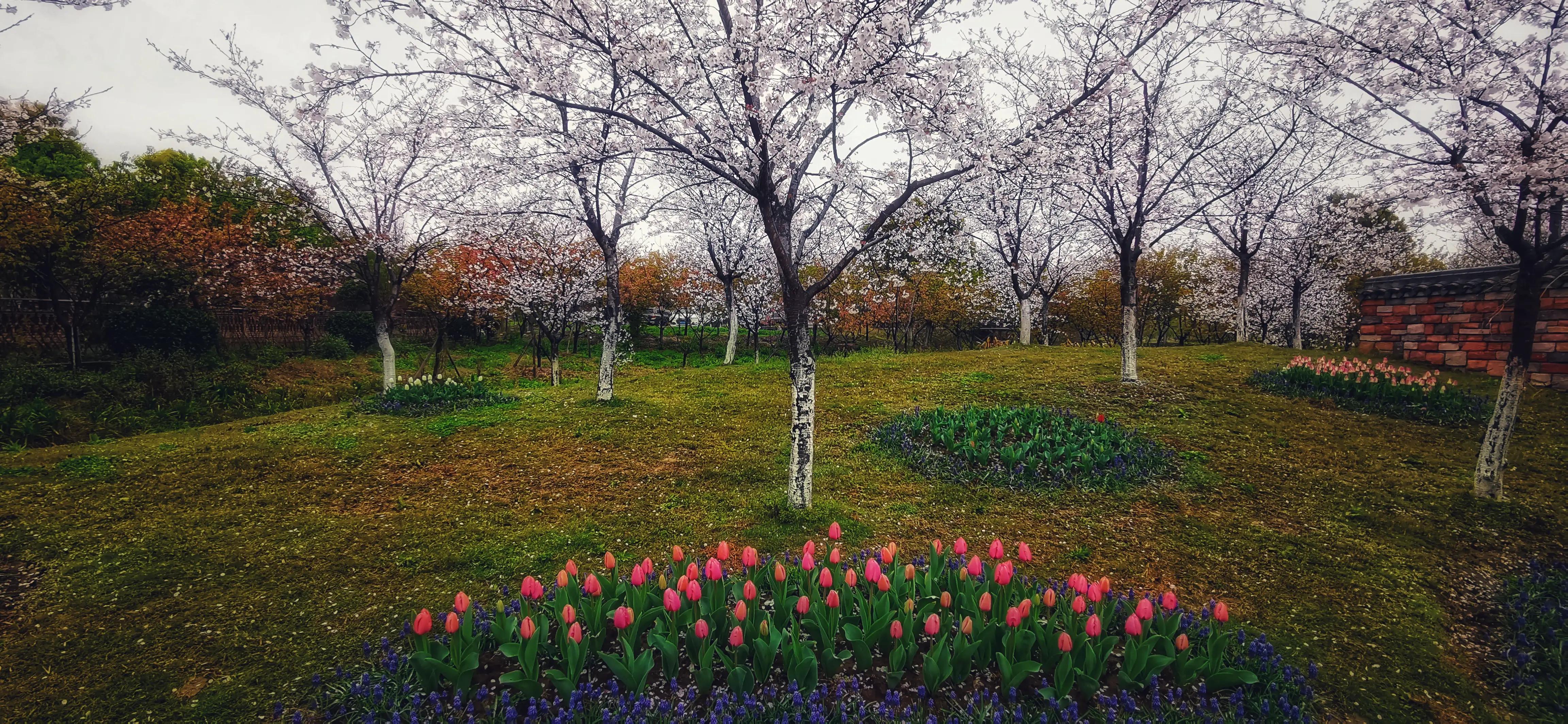 湖北宜昌花海赏花,枝江同心花海四月有什么花