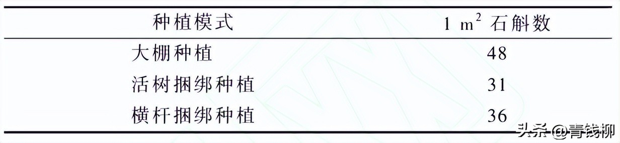 铁皮石斛苗仿野生棚种植,铁皮石斛仿野生种植水肥管理