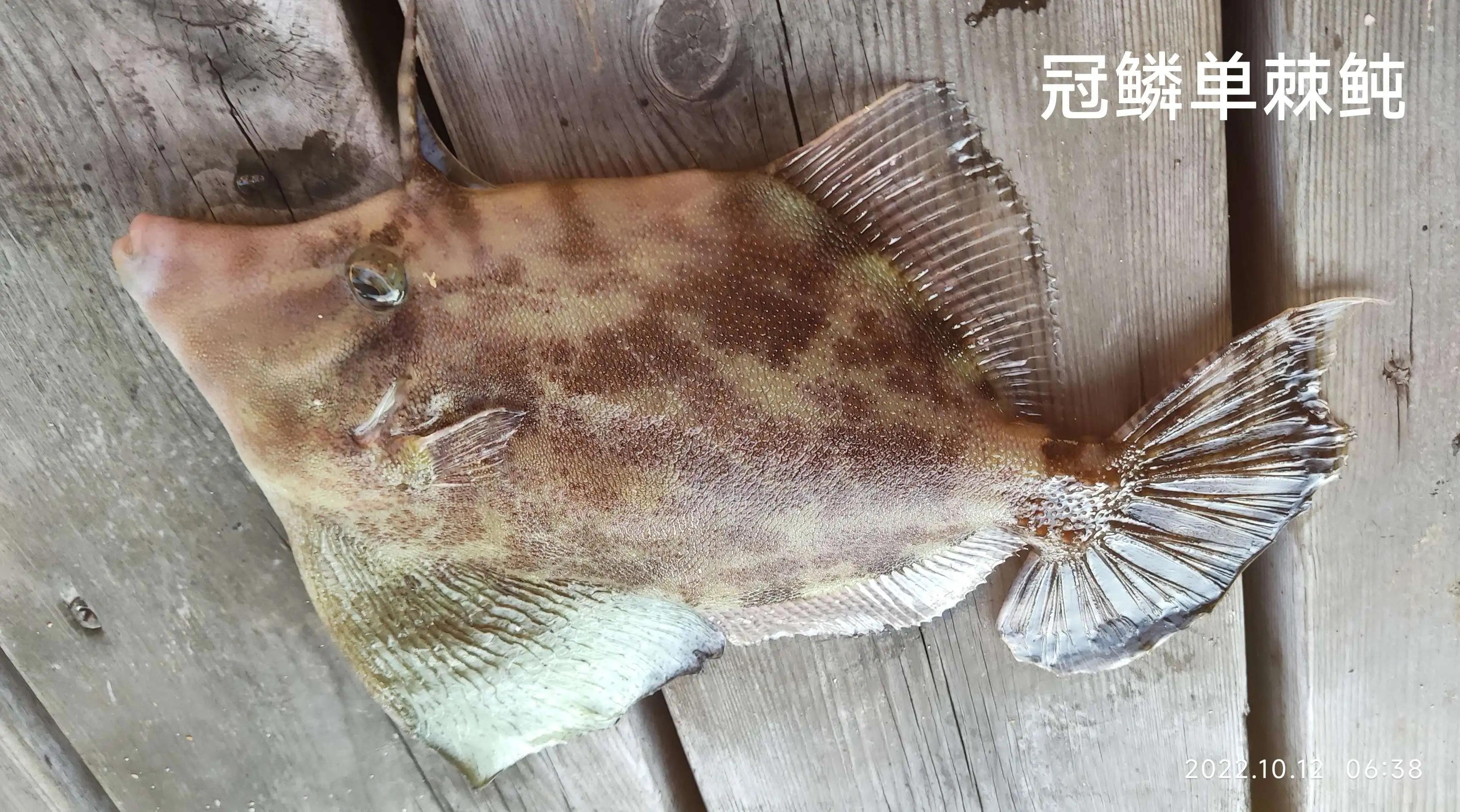 20种常见海鱼,十大常见野生海鱼