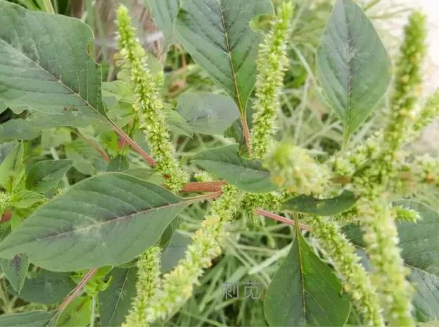 这些野菜你们都认识哪几种,看看这些野菜你真的认识吗