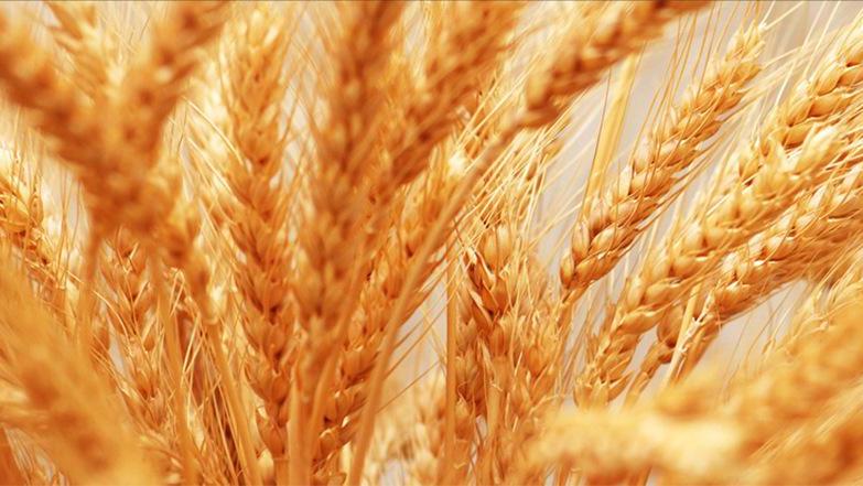 大麦的栽培与管理,大麦栽培技术有哪些