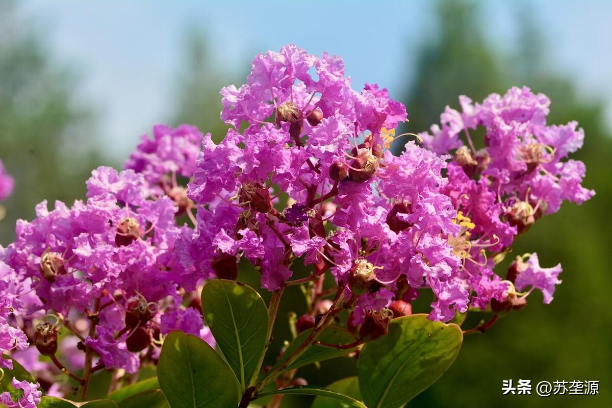 辨草识花图片,五月黄白色的草花有哪些