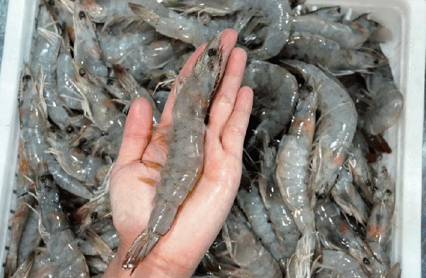 冻虾直虾和弯虾有什么区别,买大虾选直虾还是弯虾