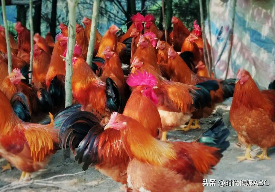 武都土特产有哪些,平武大山深处