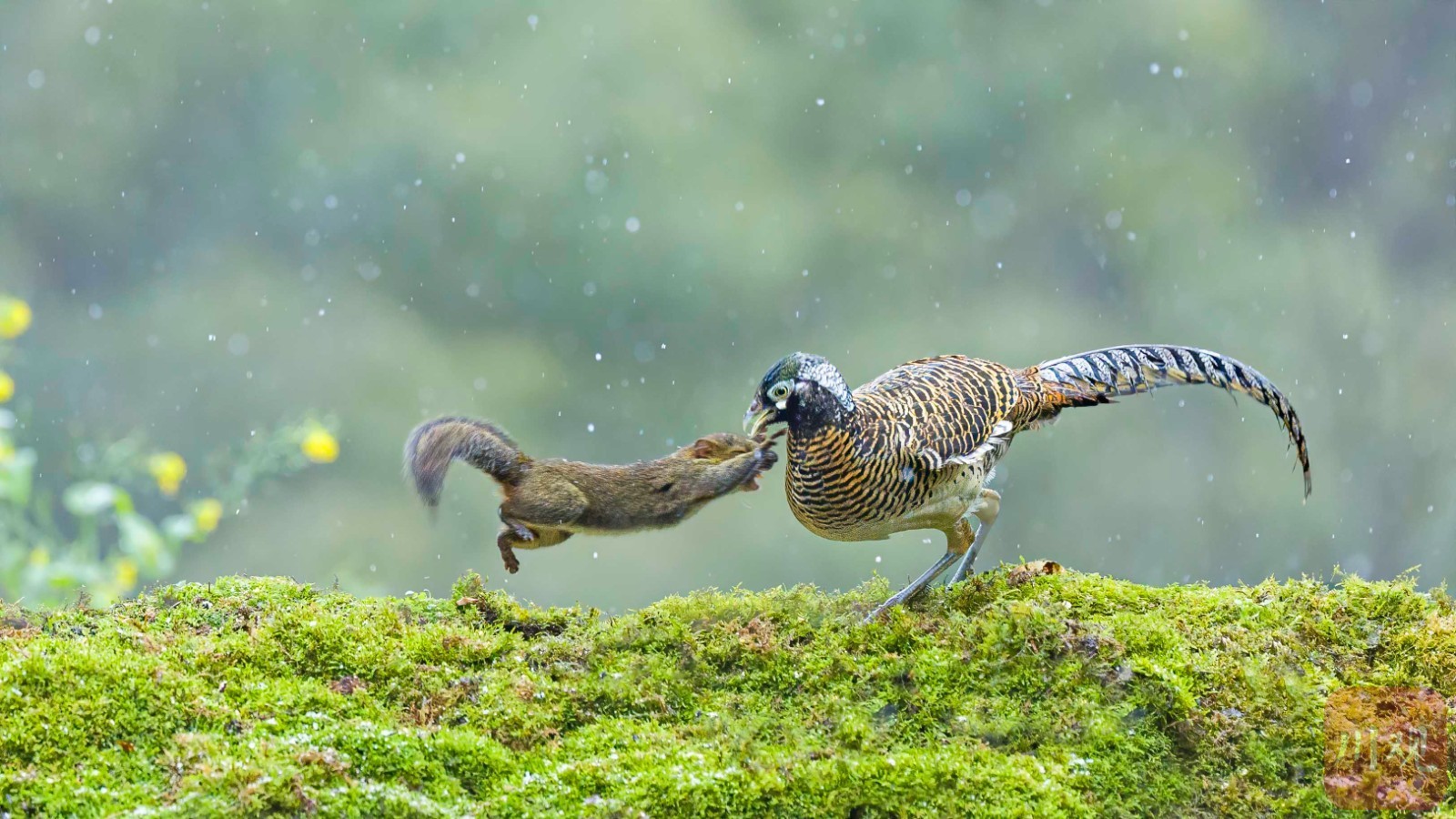 宜宾市屏山——鸟踏春色