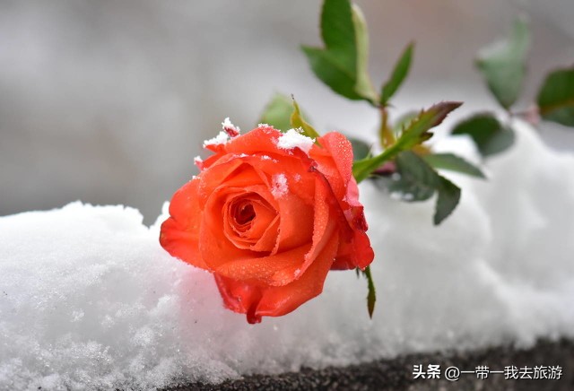 你刚好盛开我正好路过音乐,你刚好盛开我正好路过的配音