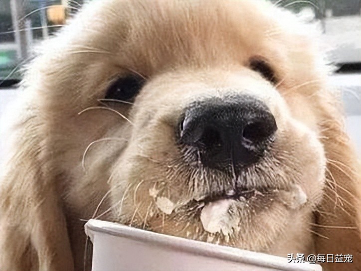 狗狗最爱吃的六种蔬菜,狗狗最爱吃的十种食物