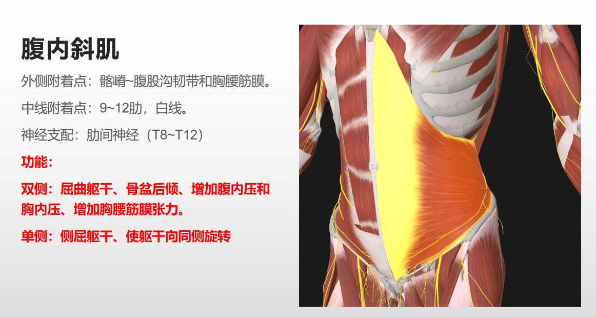 如何练出腹肌和马甲线有效方法,女生腹肌vs男生腹肌马甲线怎么练