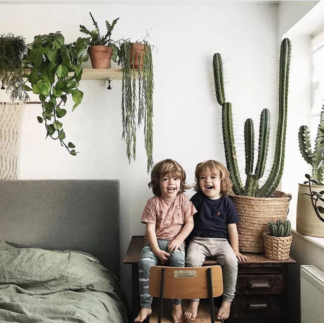 客厅实用盆栽植物有哪些,客厅一般放什么植物盆栽比较好