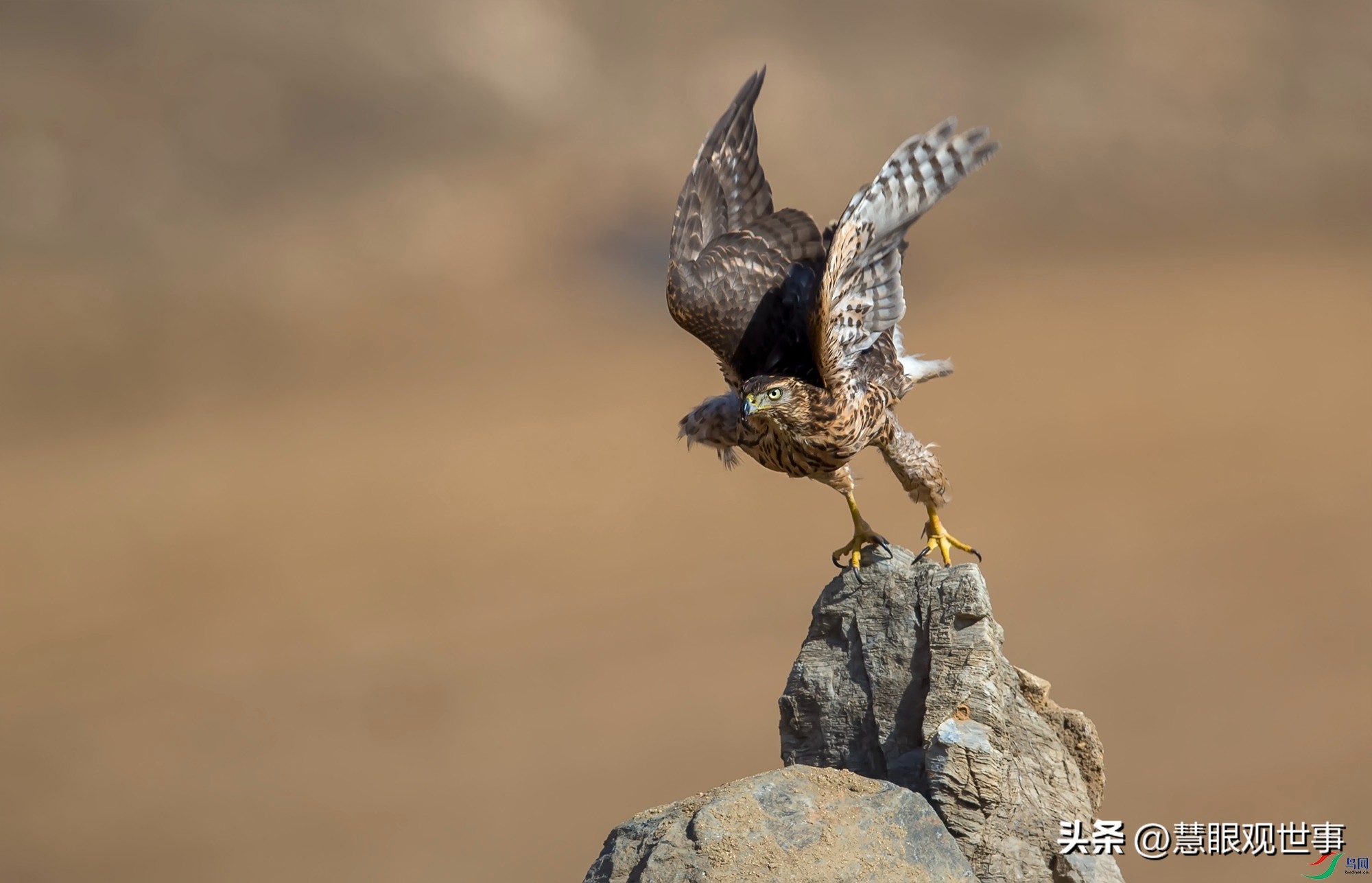 中高考必考古诗词,中高考必背古诗词朗诵