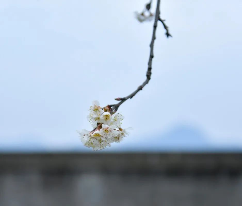 2024年蒲江樱花节,蒲江樱桃花节