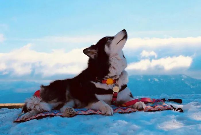 黑心狗厂逼迫反复生育至瘫痪的哈士奇，被拯救后活成了小公主