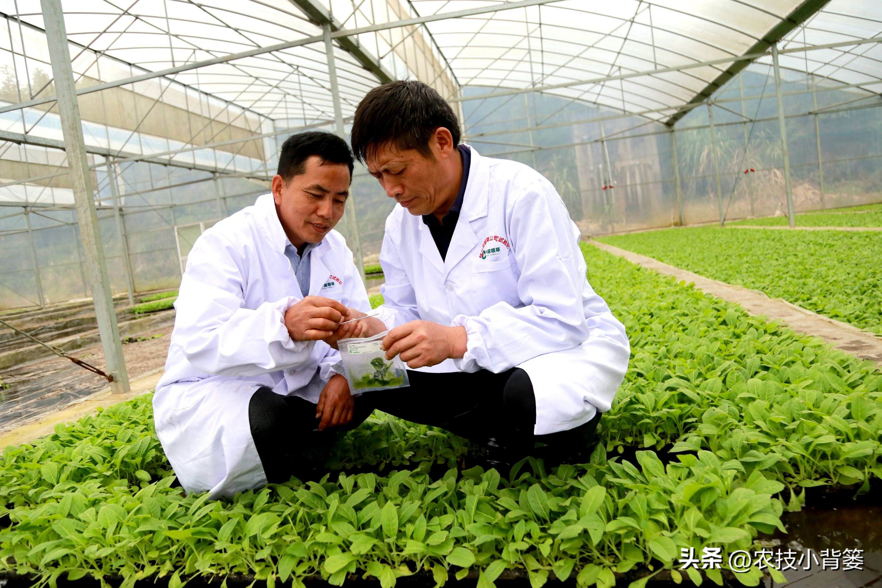 粉虱虫打什么农药,粉虱要用什么农药才能消灭