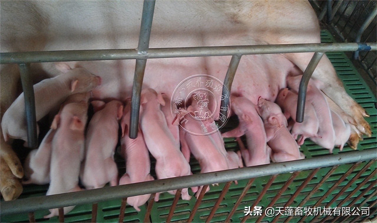 母猪上高床应激怎么处理,母猪产中应激的处理方法