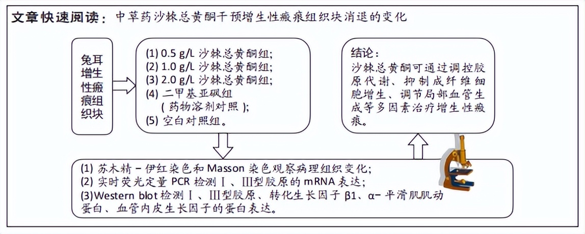 沙棘总黄酮干预兔耳增生性瘢痕组织块的消退