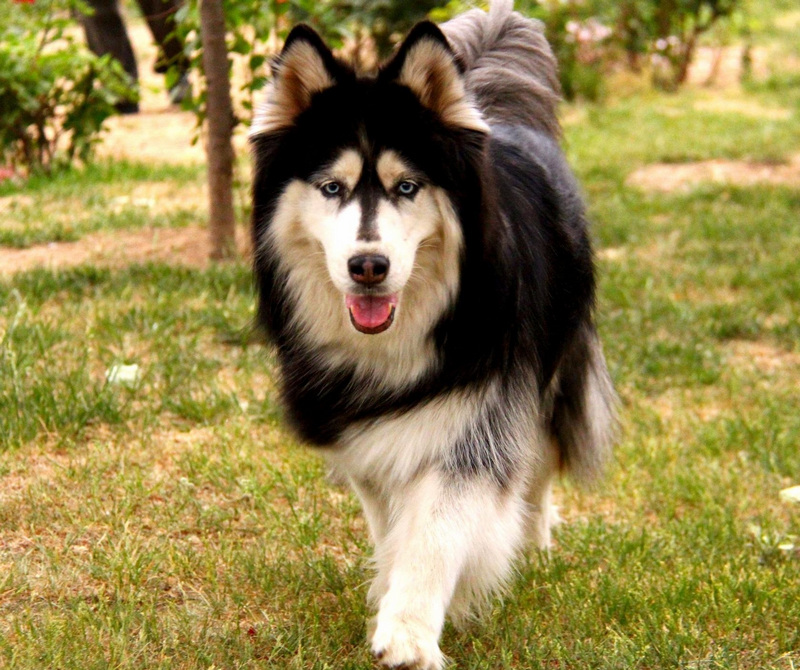 饲养阿拉斯加,阿拉斯加犬怎么饲养最好看