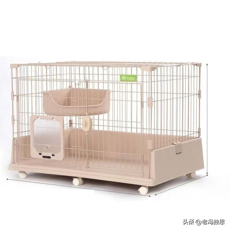 养兔秘籍侏儒兔,饲养侏儒兔日常