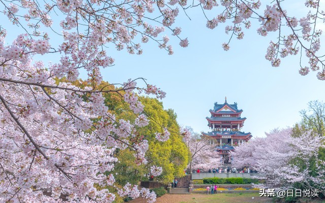 日本樱花起源于中国吗,樱花到底是起源于日本还是中国