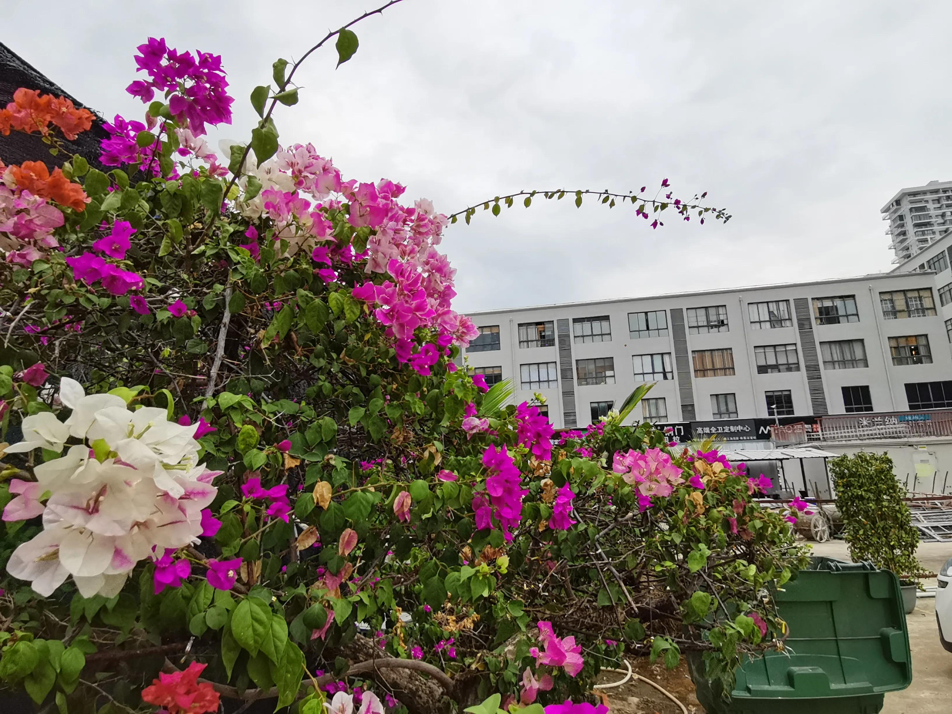 冬天海南风景视频,冬季的海南