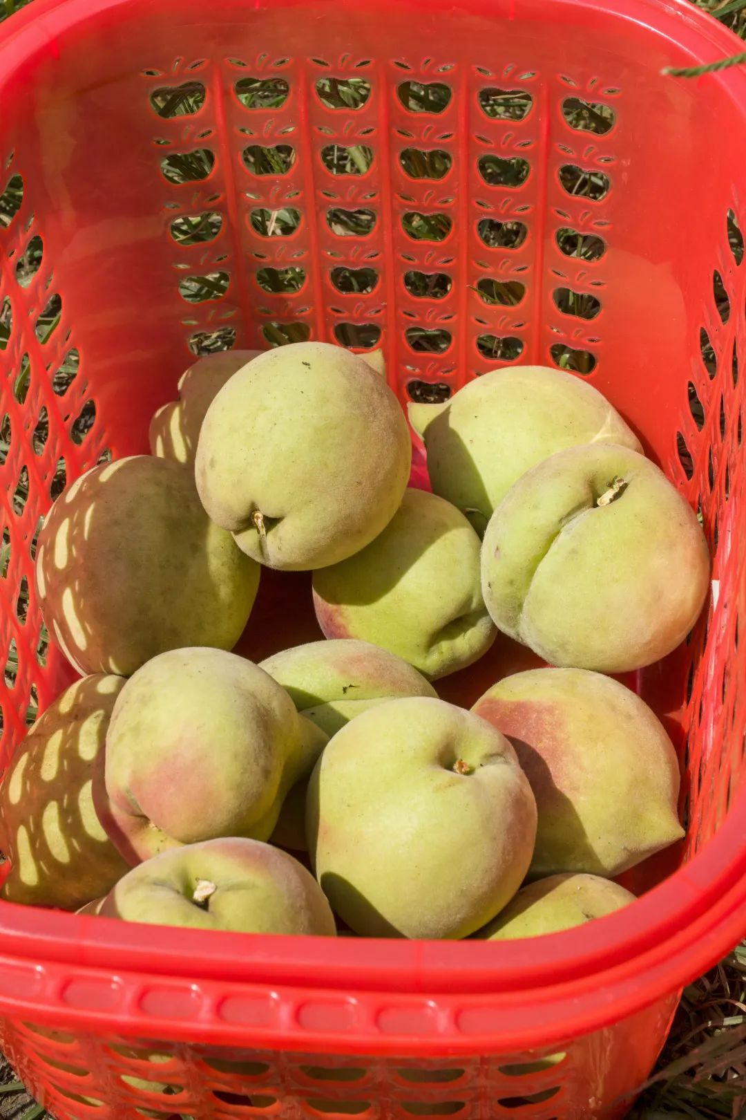 鹰嘴桃脆香甜,赣南鹰嘴桃新鲜现摘