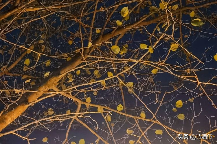 又入冬了还有遗憾吗,又到了瑟瑟发抖的季节