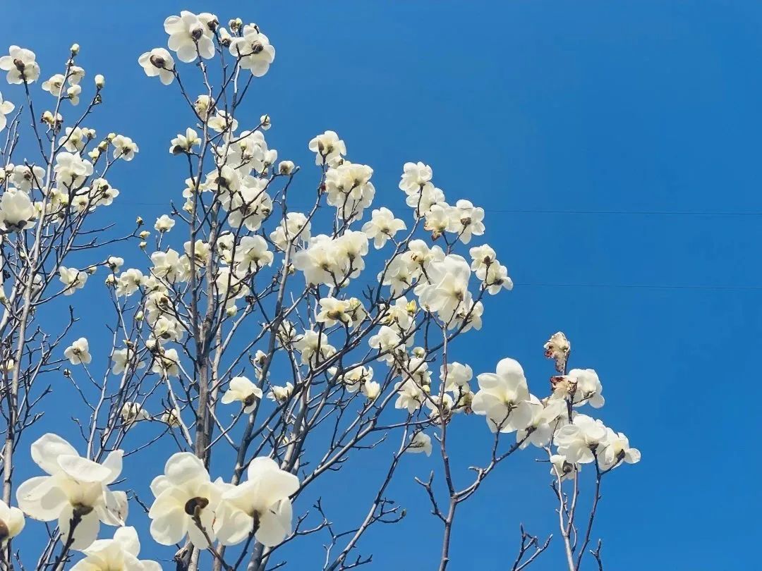 相邀北京冬奥公园看花海！首届永定河海棠赏花节来喽~