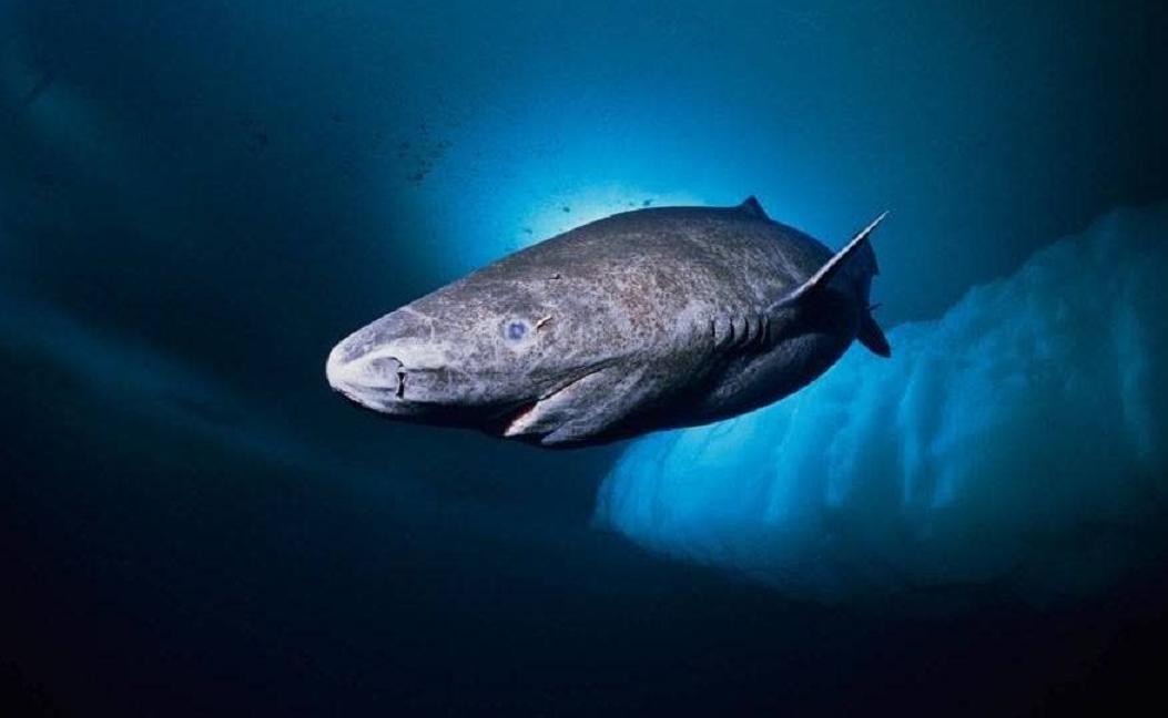 为什么研究裸鼹鼠可以长寿,裸化鼹鼠为什么不得癌