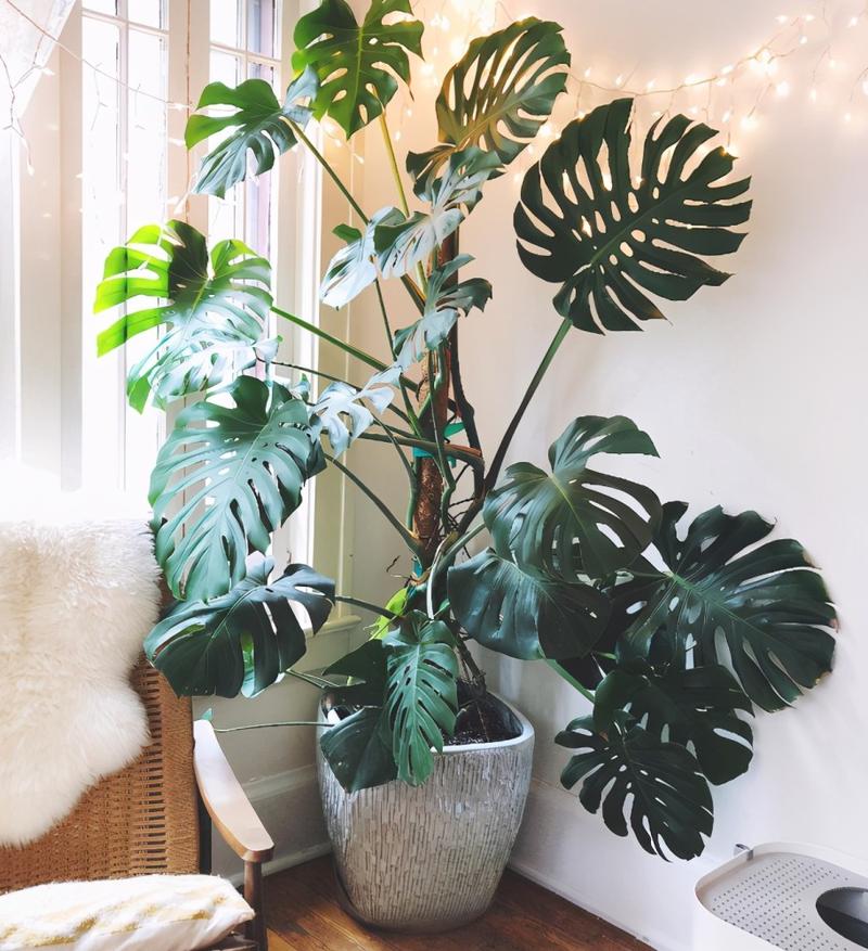 十大养不死的大型花,十大室外最好养活的花高大