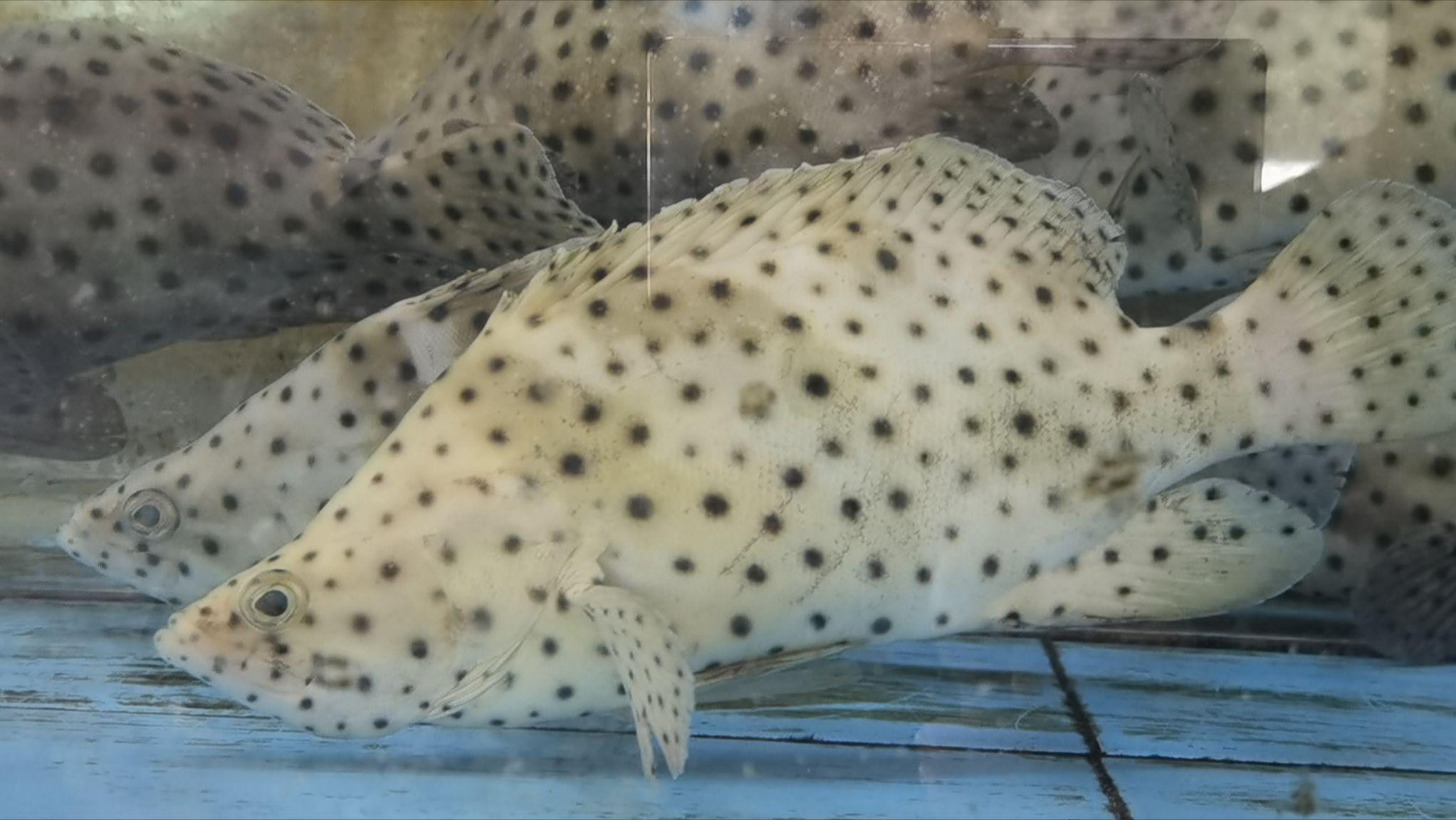 如何做好水产海鲜生意,海鲜店开店流程及费用