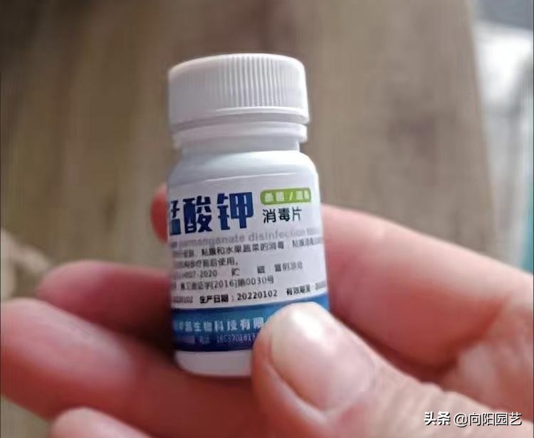 高锰酸钾能杀虫吗,高锰酸钾能杀有害菌吗