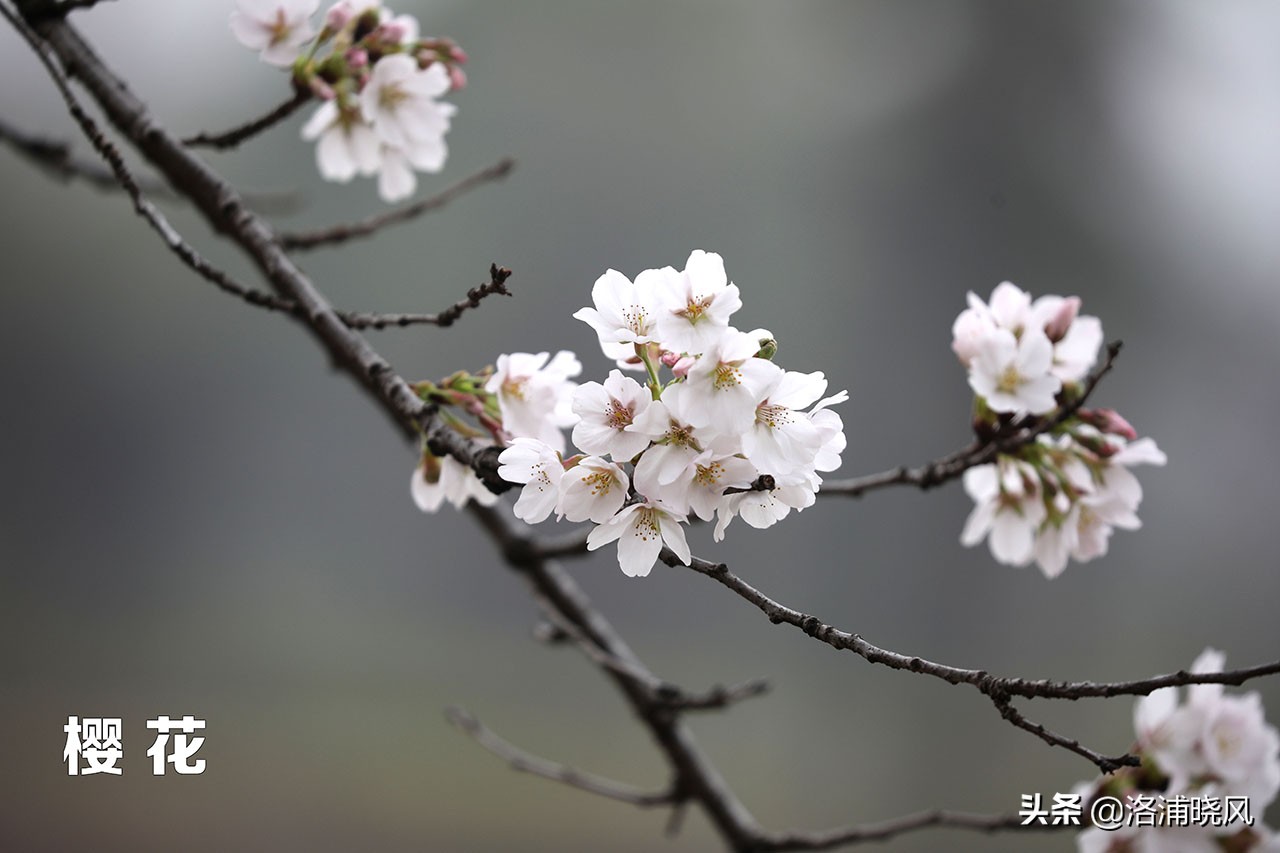 樱桃花和东京樱花区别,樱花和山樱桃花是一样的吗