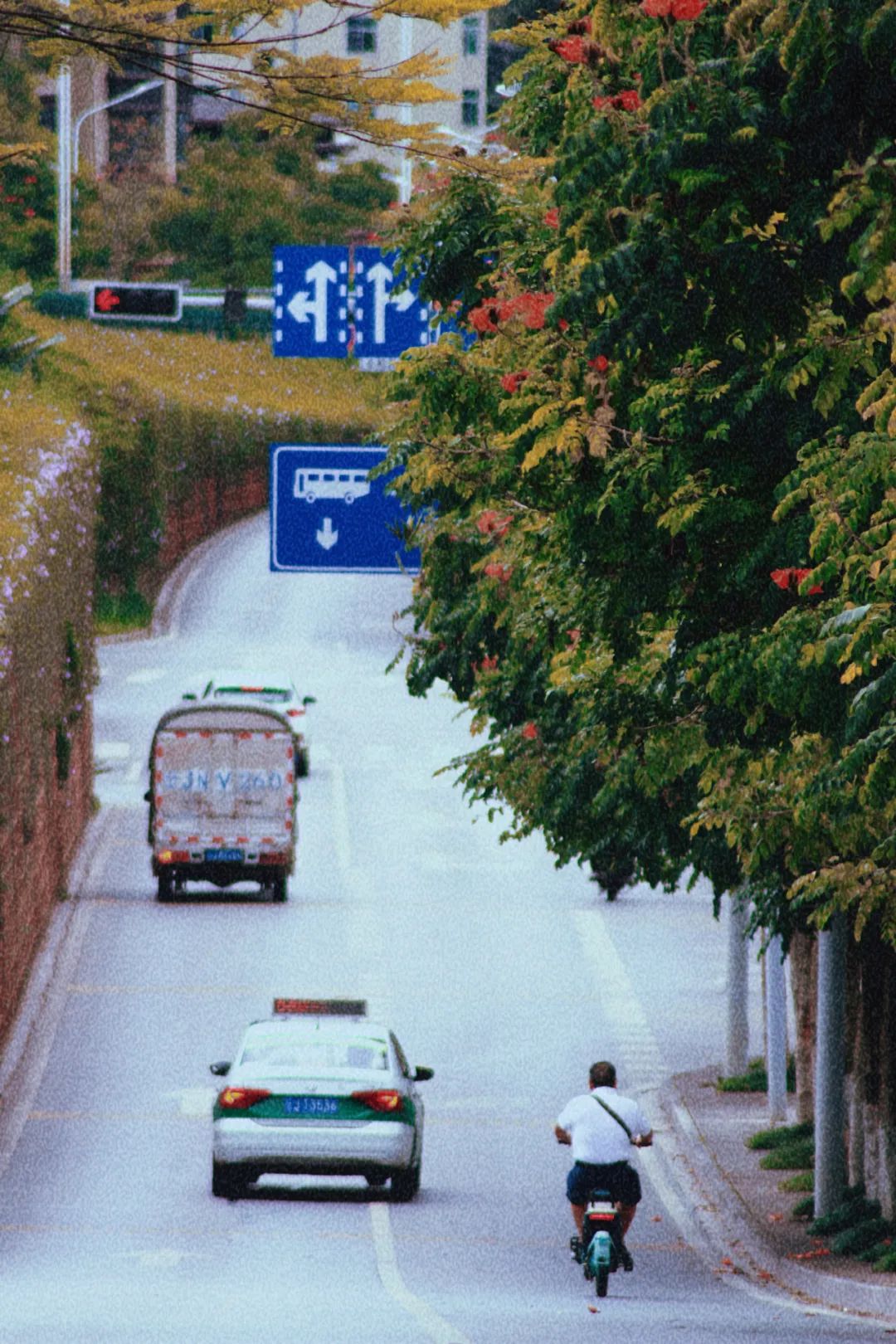 【普洱茶都康乐思茅】火焰木：凤凰涅槃浴火重生