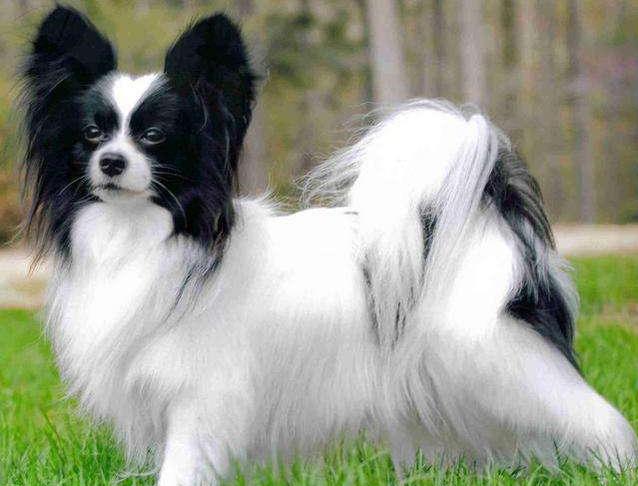 蝴蝶犬的寿命一般多长时间,蝴蝶犬寿命一般能活多少年