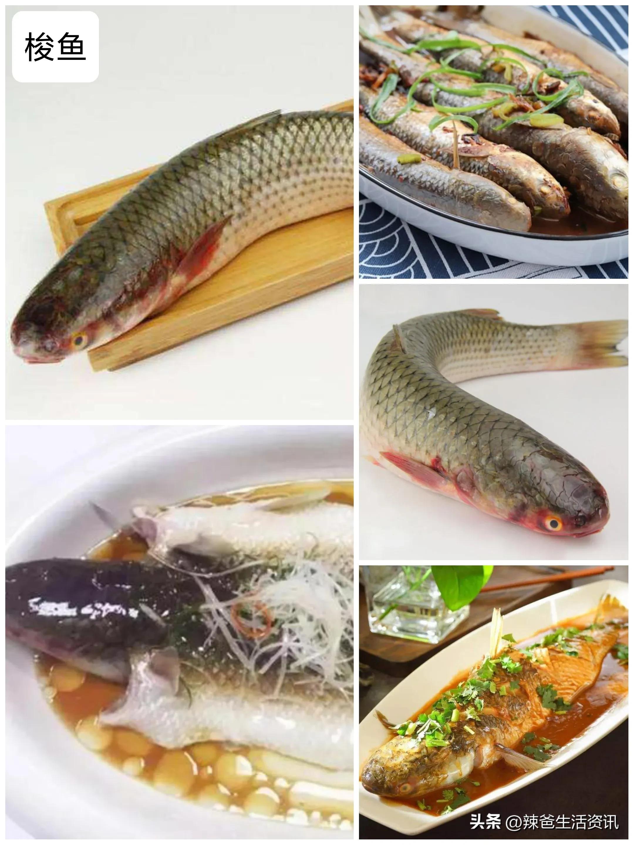 好吃不贵的野生海鱼,十种好吃不贵的正宗海鱼